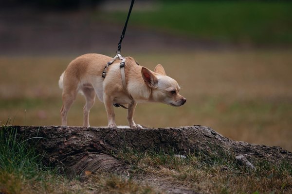 What Are the Best Ways to Entertain Your Pets on a Rainy Day in the UK?